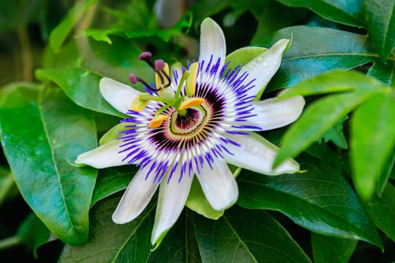 La Passiflora Che Cos Propriet Usi E Curiosit Tisane Valverbe